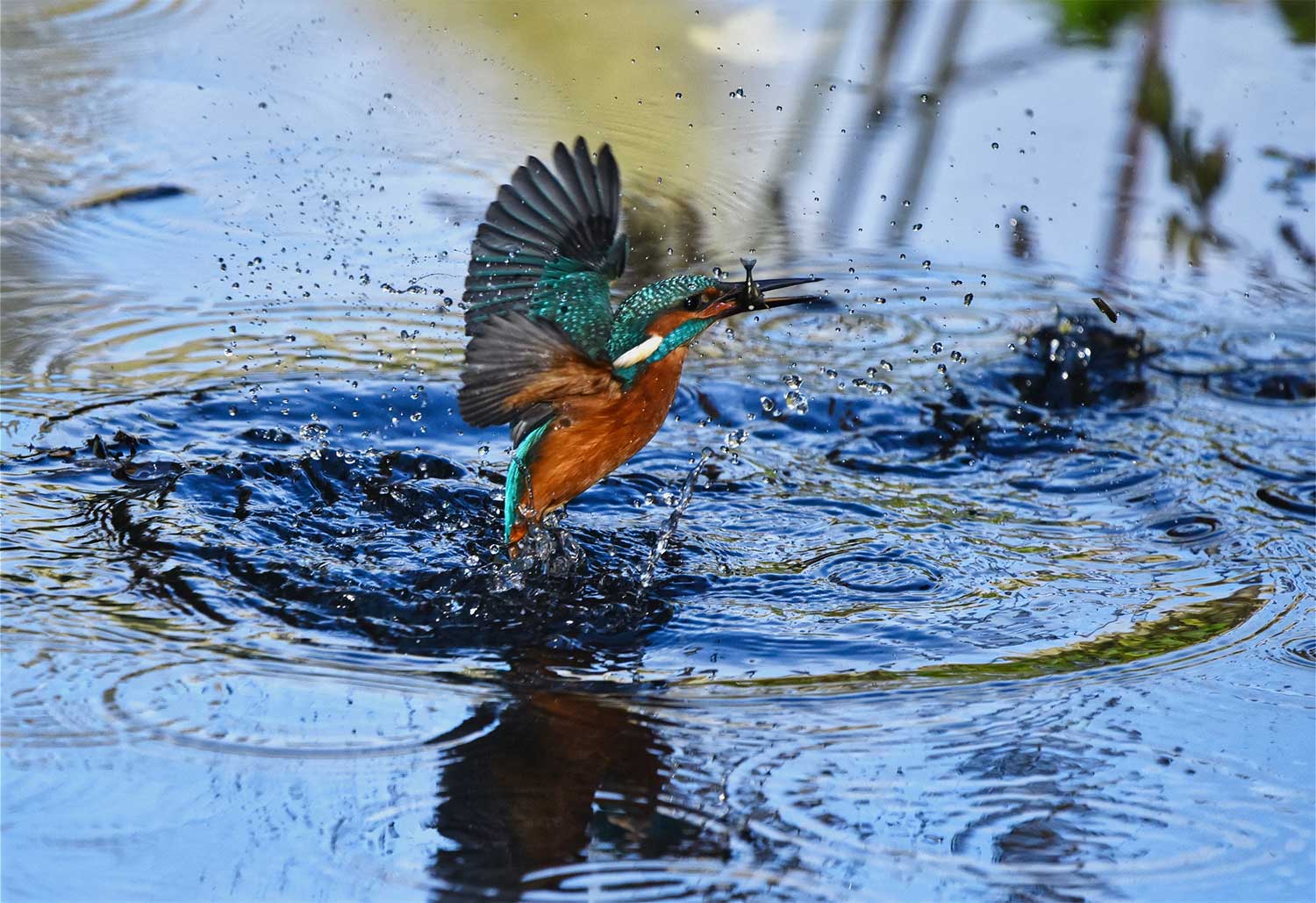 Wildlife of Cod Beck